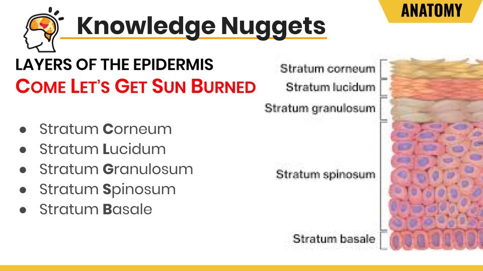 Layers Of Epidermis Mnemonic