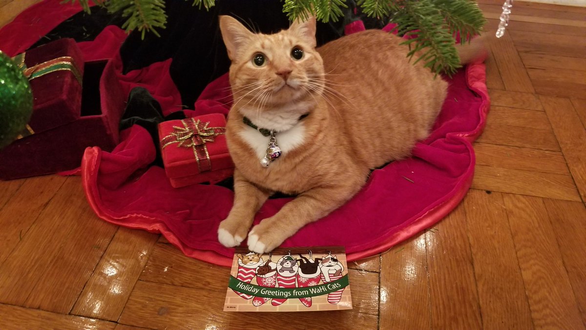 WaHiCats's tweet photo. It's that time of year...WaHi Cats holiday postcards are on the way!  Have you received yours yet?  Harvey Milkstache has. (Post a photo below when your comes.  Meow.) https://t.co/Og39wj6ZnS