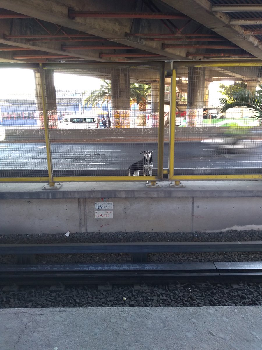juliocesarhego's tweet photo. Perro en peligro! Urgente @MetroCDMX @GobCDMX @SS_Edomex @Edomex @GobNeza @locatel_mx @MundoPatitas @perroscalle @_PatriciaAnaya
Se encuentra atrapado entre av. Central y el metro Nezahualcóyotl dirección CD Azteca https://t.co/qfwU3EMTDd