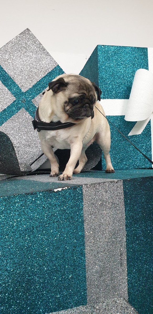 AndrewMVlogs's tweet photo. #Honey the Dog at the @StEnochCentre #SelfieStore #StEnochSelfie https://t.co/eHynnYKzoy