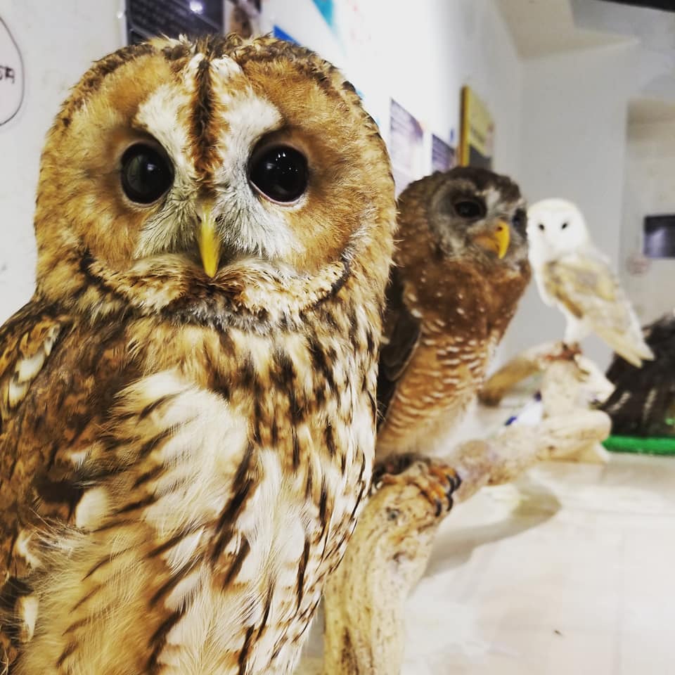 フクロウ とハリネズミ のカフェ オウルドベース Owl Cafe 猛禽屋 西日本 בטוויטר バードスタッフ紹介part1 ブログ更新しました T Co Nuza6tqgve フクロウカフェ アニマルカフェ 動物カフェ 遊ぶ デート 観光 カップル 動物園 宮島 原爆ドーム フクロウ とハリネズミ のカフェ オウルドベース Owl Cafe 猛禽屋 西日本 בטוויטר バードスタッフ紹介part1 ブログ更新しました T Co Nuza6tqgve フクロウカフェ アニマルカフェ 動物カフェ 遊ぶ デート 観光 カップル 動物園 宮島 原爆ドーム
