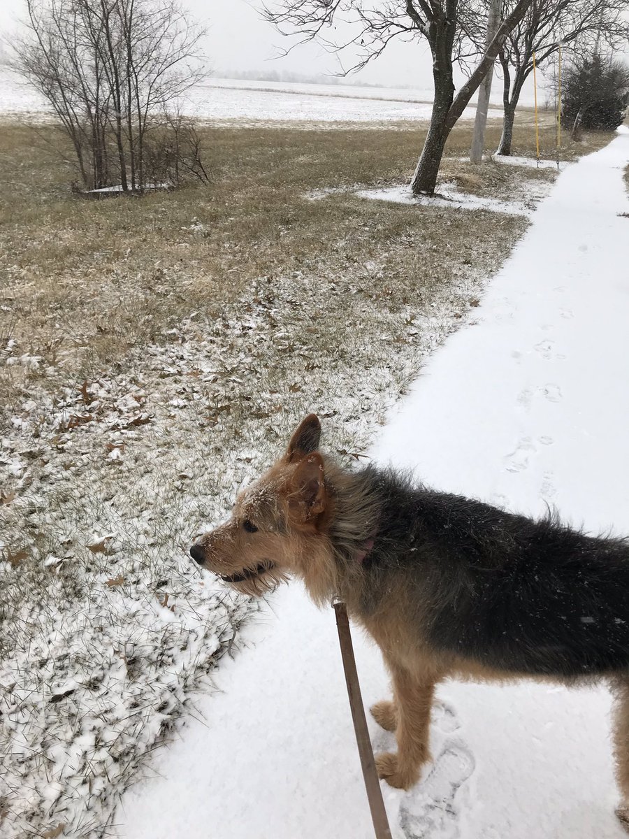 LJC6Butler's tweet photo. Sunny 🐕 and I did our first round of road 🚗 conditions testing ❄️🌨☃️this morning.  #oneteamLJ @LoneJackElem @LoneJackAD @tbrendel_LJVP @KellyStockhorst https://t.co/Rj1i05eeg5