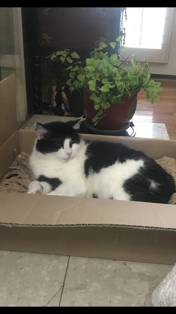 counselorct's tweet photo. Missing kitty cat. If found please contact me. She greatly missed https://t.co/ih1eGAhWVl