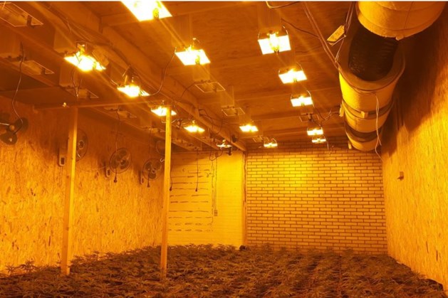 De politie heeft zondag een hennepkwekerij met zo'n achthonderd planten ontmanteld in Boekend..