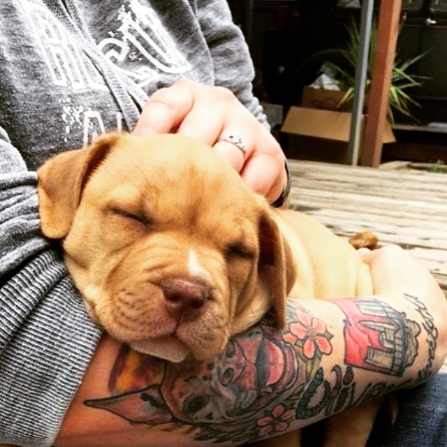 🐶