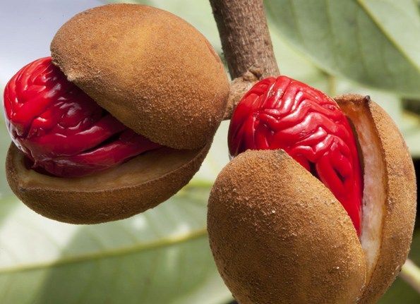 This is where nutmeg comes from. (Myristica fragrans)