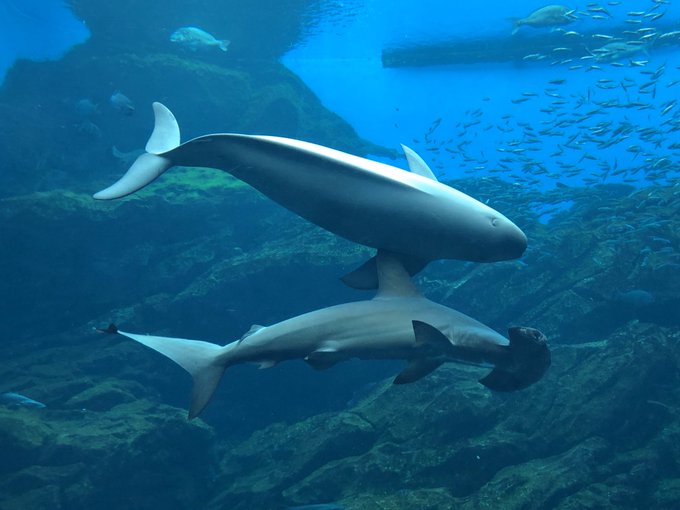 スナメリのtwitterイラスト検索結果