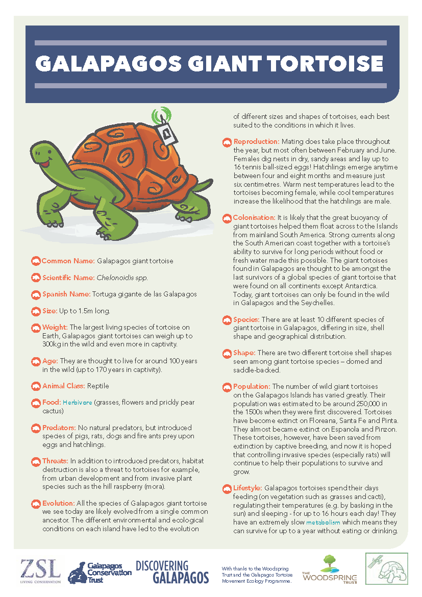 discgalapagos's tweet photo. #DidYouKnow that in December giant tortoise eggs begin hatching? Take a look at our amazing tortoise factsheet! 🐢  #DiscoveringGalapagos #Wildlife

https://t.co/74GyJSYJRR https://t.co/Mfx7axT0GN
