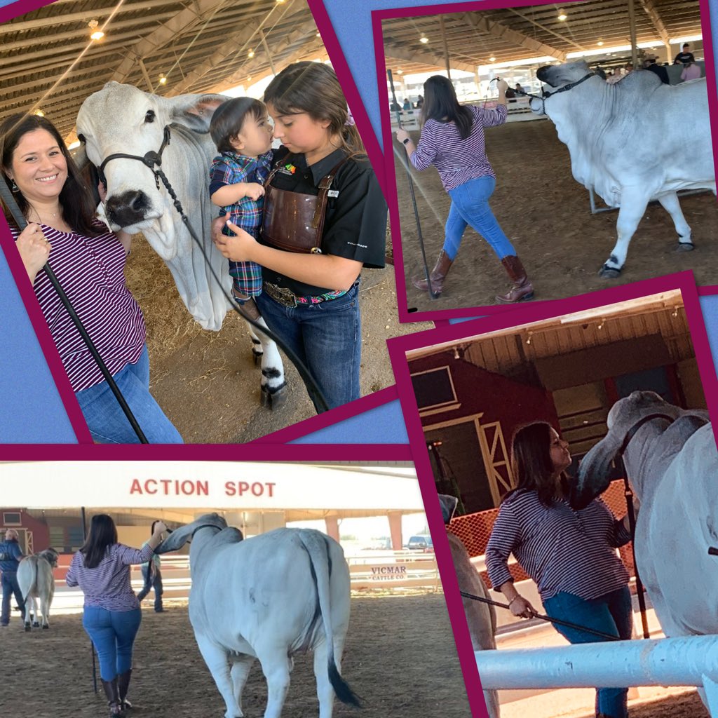 LauraGuerraRmz's tweet photo. When your 11 year old tells you “mommy you can’t show Spirit!” What does this Mommy do? She grabs the show halter, a show stick and waltzes right in the show ring... a quarter of a century later from the last time I showed in Mercedes in 1994!! #showLMC #brahman https://t.co/eFt8CxA1QV