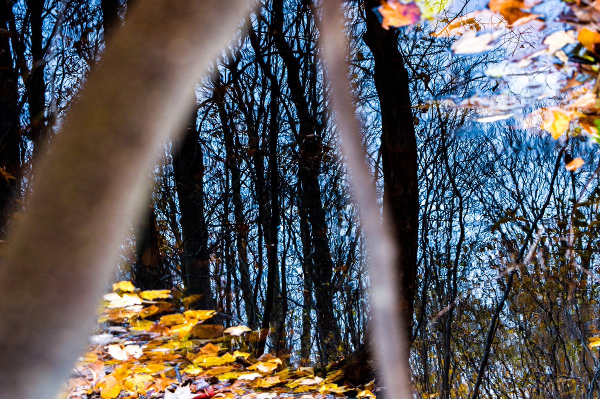 Jacob_Bush's tweet photo. I’m pretty happy with these. #NaturePhotography #stream #photos https://t.co/m7PM1PzlyX