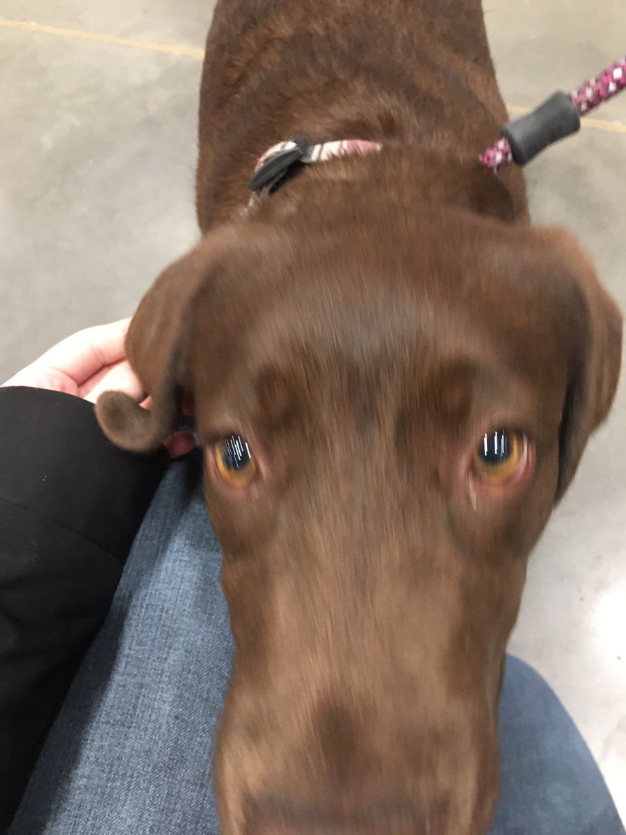 The Dogs of Lowes tweet media