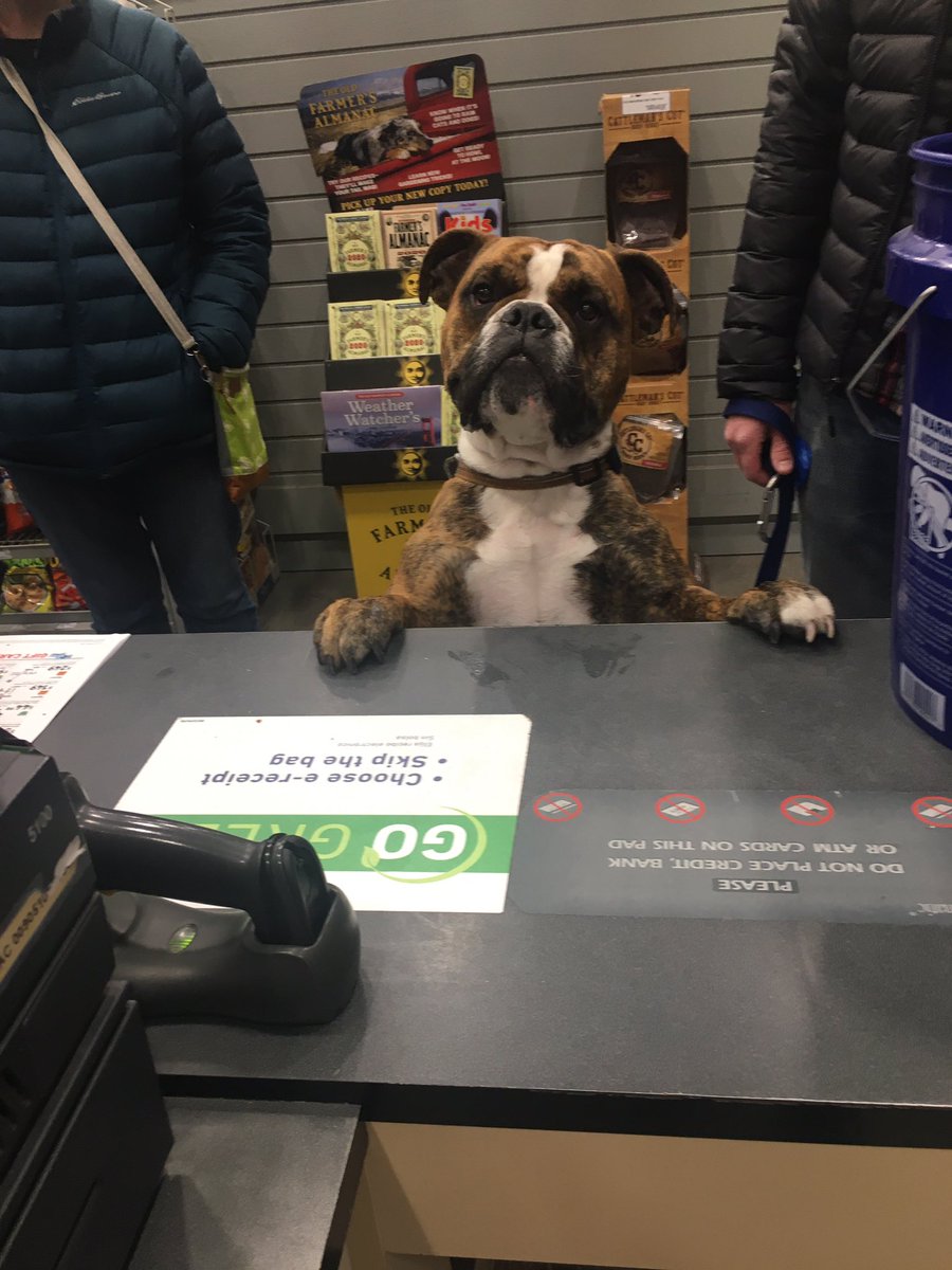 The Dogs of Lowes tweet media