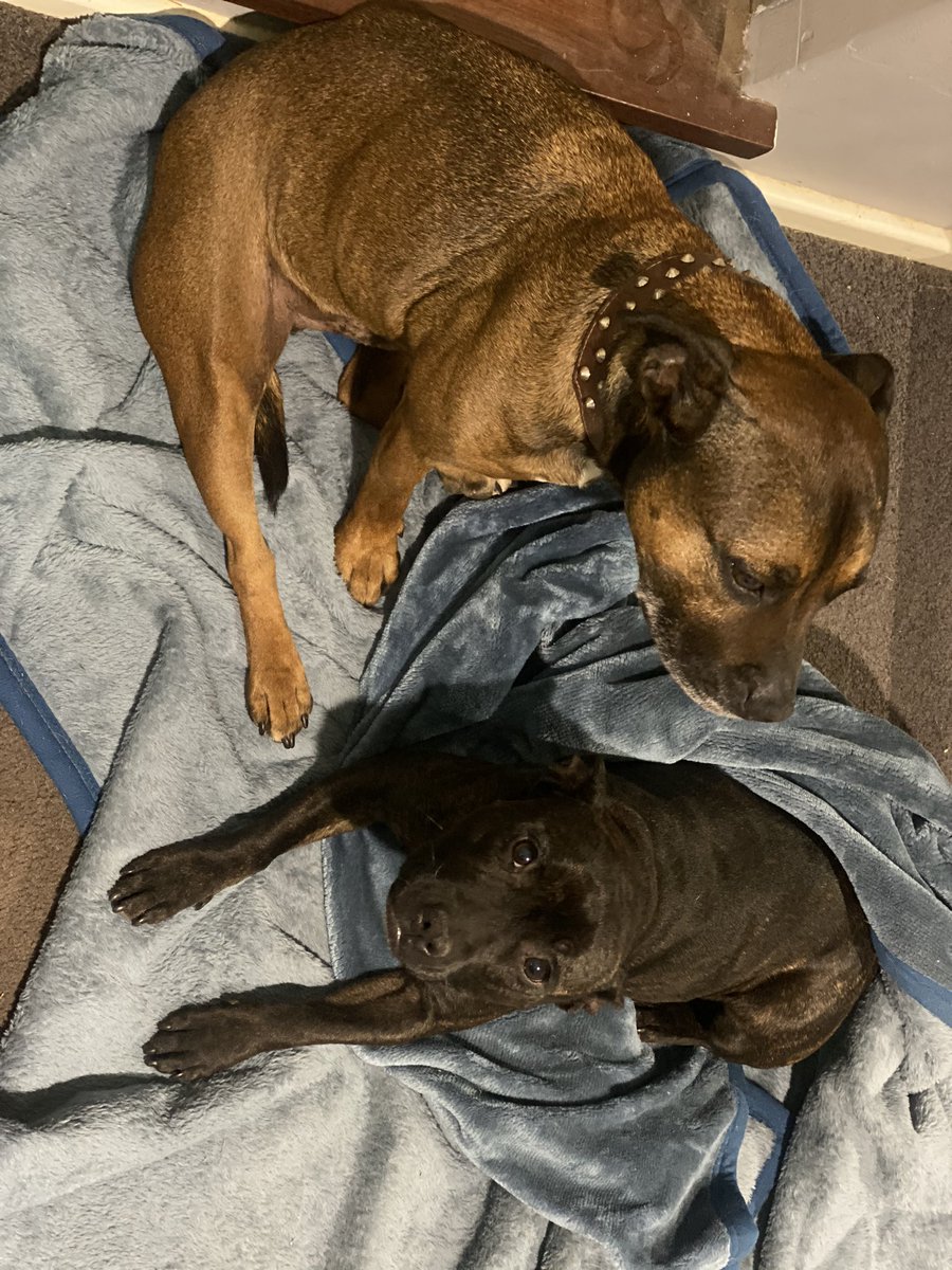 Morning ☀️🐾 #staffypatrol #jager #ruby #earlymornings #lazydogs #sleepyheads #sleepypups #sleepydogs #sleepydoggies #mondayfail #riseandshine #staffymoments #dailystaffy #staffystyle #staffylife #staffys #staffies #englishstaffys #englishstaffies