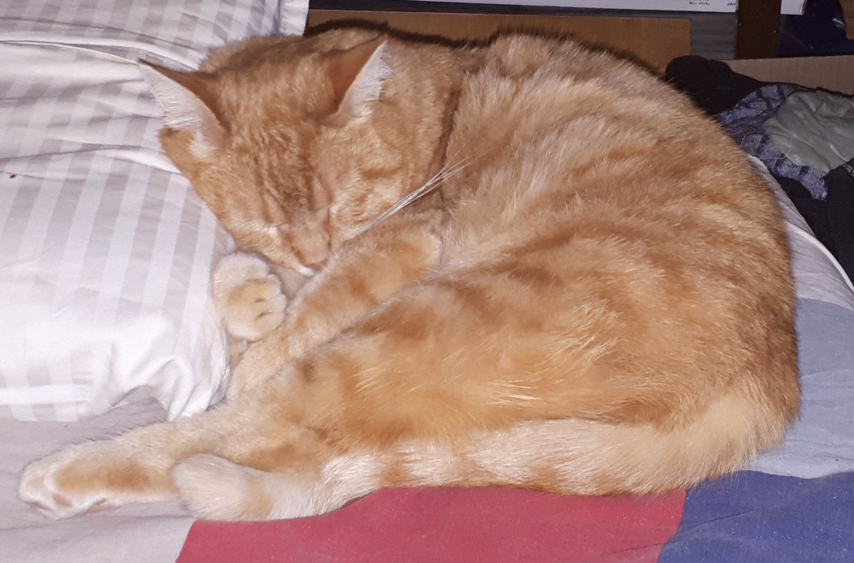 Спящий рыжий кот. Невоспитанный кот. Кот впал в депрессию. Кот впал. Кот впал.