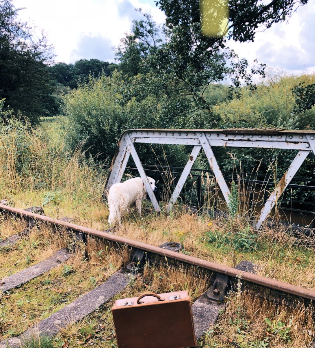 gemmalsimons's tweet photo. We always meet the cutest #dogs on set π₯ This gorgeous girl is my fav, she got her head stuck bless her π€£π₯° Throwback an awesome Wes Anderson style shoot with @ChrisStoneFilms @StephStoneFilm π¬ Anyone else got a cute dog pic?
#filming #actorslife #BehindtheScenes #dogsonset https://t.co/0y9wW7hWsL