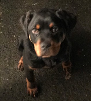 millypod1's tweet photo. 🆘CUDA #Lost #ScanMe #PUPPY Rottweiler Male
Lakin Road #Warwick #Warwickshire #CV34 https://t.co/UhiWTmSPO6 https://t.co/6dj4GJFzBo
