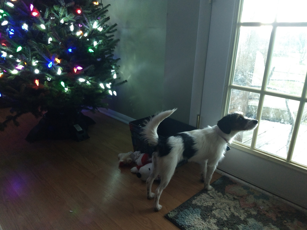 WisdomWandering's tweet photo. Advent – Looking for Patience https://t.co/CSFJTDn1dF https://t.co/goc63C6Uz1