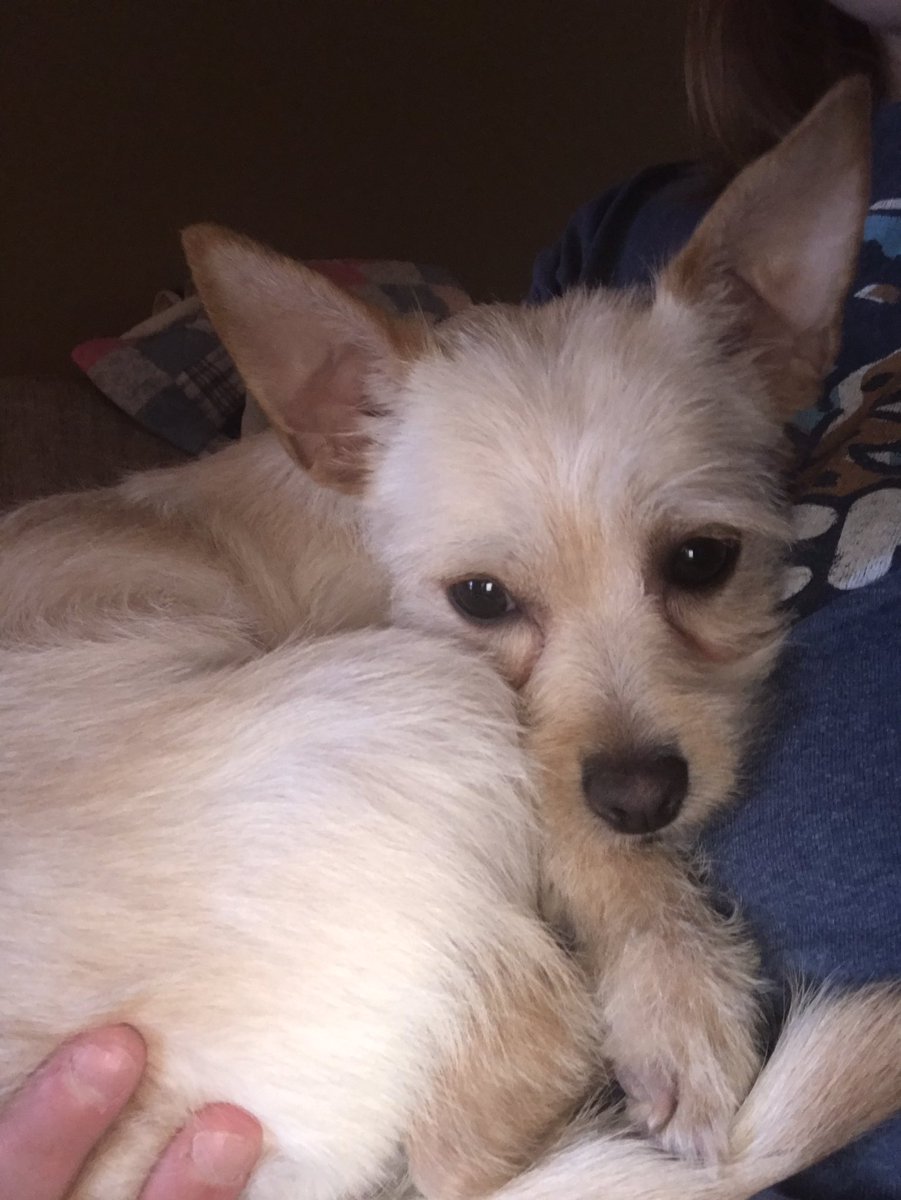 LadyLevelUp's tweet image. Thought it would be a great time to sit down and wrap gifts while it’s snowing. Someone else had other plans! One handed wrapping is hard!