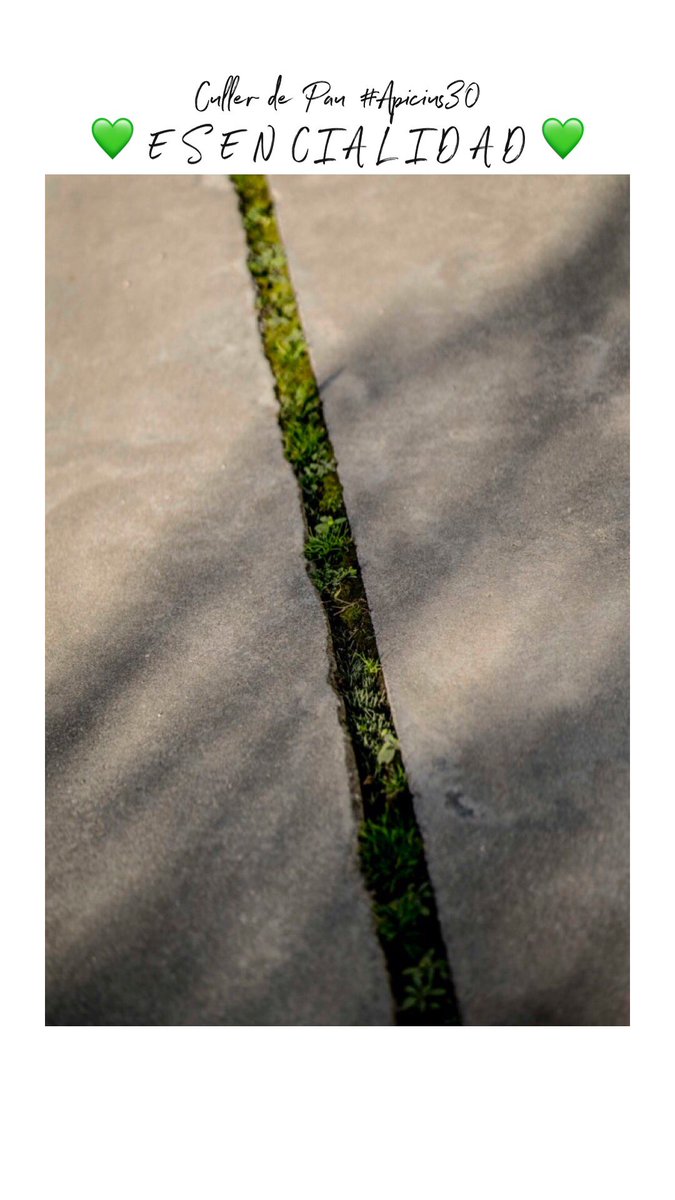 Montagud1906's tweet photo. 💚Culler de Pau en #Apicius30💚
🌊E S E N C I A L I D A D🌊
📚 https://t.co/3hQM07GwMn
📷Mikel Ponce
cc. @AmarantaRN https://t.co/x07qijTgBR