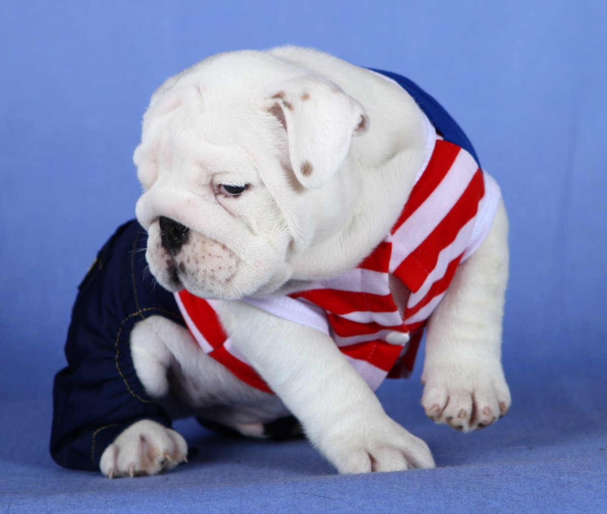 ImpireVictory's tweet photo. Handsome boy!  -FCI-UKU EXPORT PEDIGREE and can be transferred over to AKC . FULL RIGHTS . Up-to-date on shots, micro-chipped. These is male are of great quality with multiple champion lines. Serious inquiries please P M . Several References Available upon request! https://t.co/cczQARFbCt