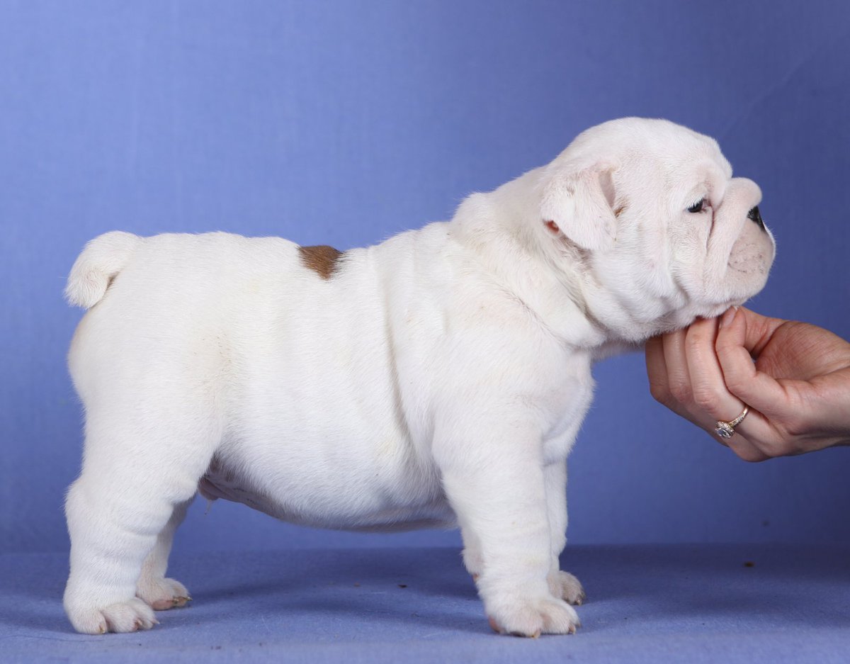 ImpireVictory's tweet photo. Handsome boy!  -FCI-UKU EXPORT PEDIGREE and can be transferred over to AKC . FULL RIGHTS . Up-to-date on shots, micro-chipped. These is male are of great quality with multiple champion lines. Serious inquiries please P M . Several References Available upon request! https://t.co/cczQARFbCt