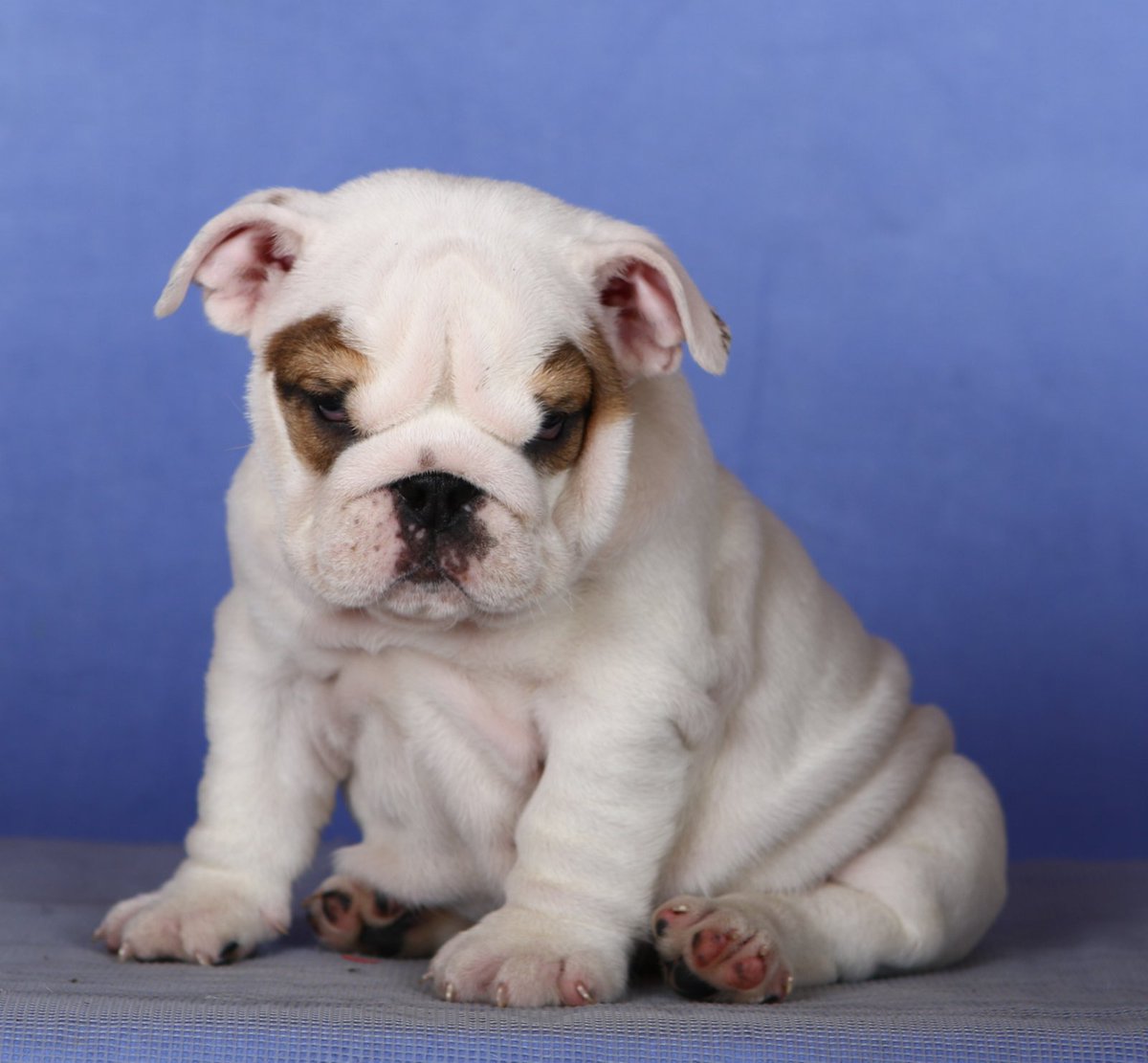 ImpireVictory's tweet photo. Pretty girl! FCI-UKU EXPORT PEDIGREE and can be transferred over to AKC . FULL RIGHTS . Up-to-date on shots, micro-chipped. These is female are of great quality with multiple champion lines. Serious inquiries please P M . Several References Available upon request! https://t.co/ysoayC4J9O