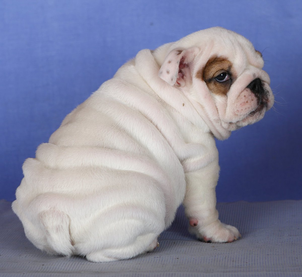 ImpireVictory's tweet photo. Pretty girl! FCI-UKU EXPORT PEDIGREE and can be transferred over to AKC . FULL RIGHTS . Up-to-date on shots, micro-chipped. These is female are of great quality with multiple champion lines. Serious inquiries please P M . Several References Available upon request! https://t.co/ysoayC4J9O