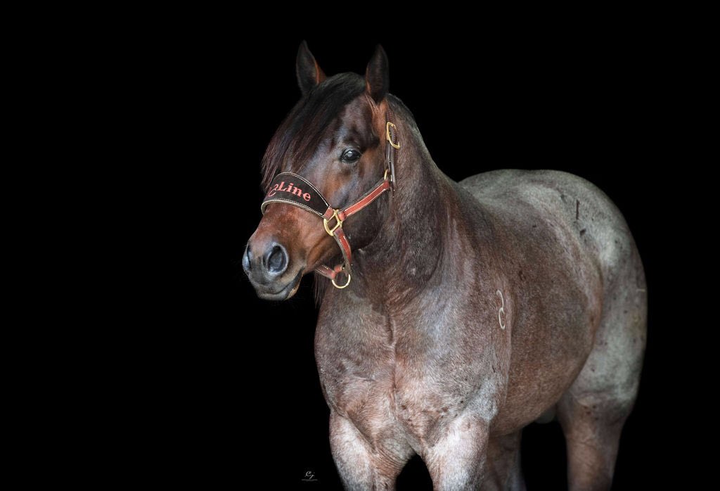 it’s been a long 2 years in the making and tonight Emoji will cut in the open finals of the world championship futurity 

can’t put into word what this horse means to me ❤️