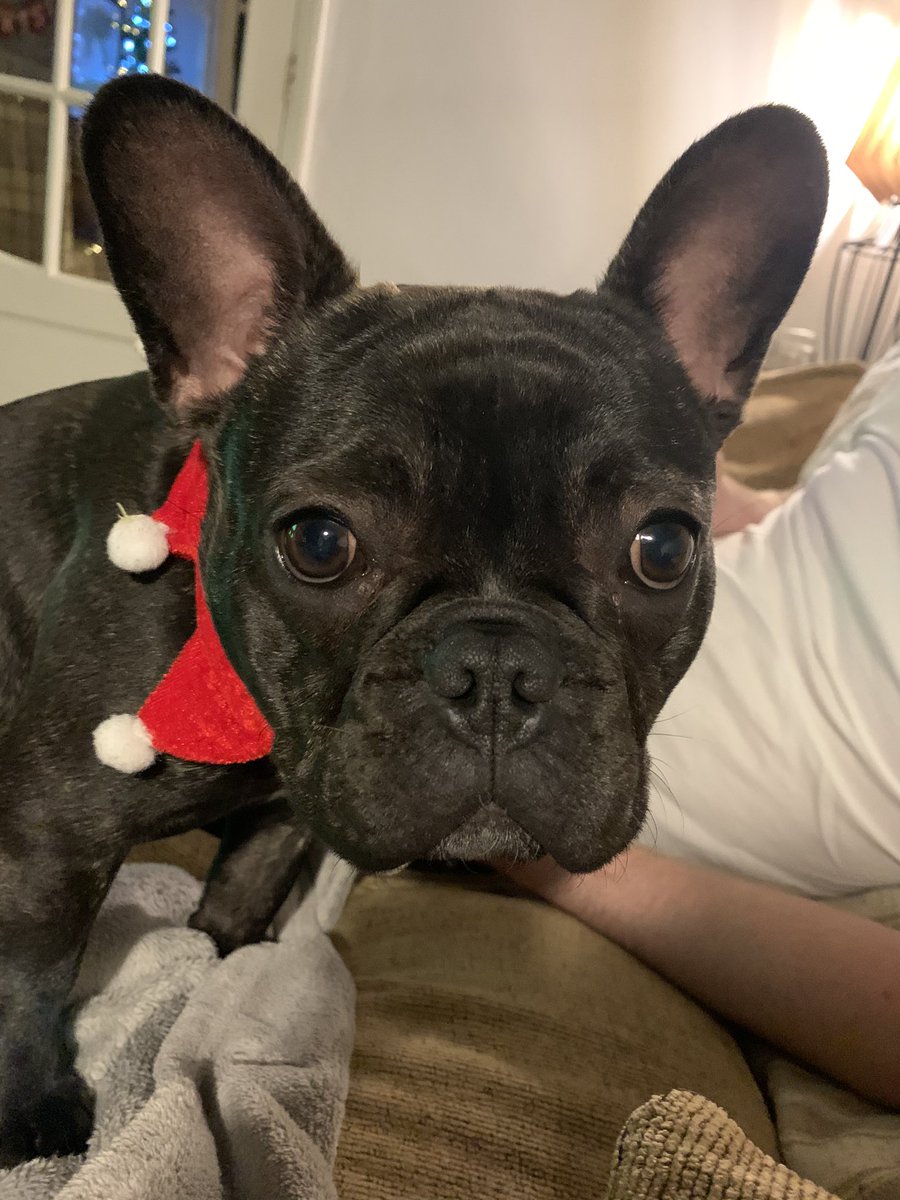 BarbeeSophie's tweet photo. @therealgokwan Our Reggie isn’t loving the new Santa’s helper collar I got him. https://t.co/Sqortglwdj
