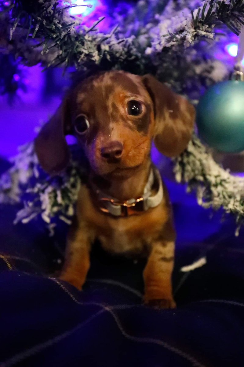 When your #miniaturedachshund puppy is this cute 😩😩😩 #puppy #christmas #christmaspuppy #dachshund #daxi #minidachshund #cute #heartbreaker #cantcope