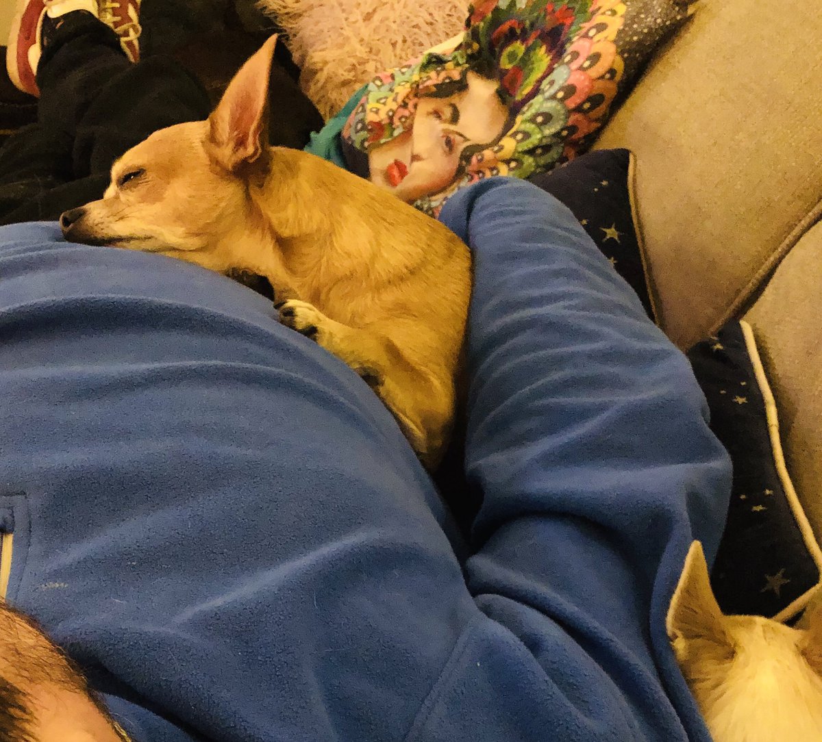 LouisMac9's tweet photo. My dad is comfier than your dad...#lazysunday #snoozing https://t.co/Kvb706mi0j