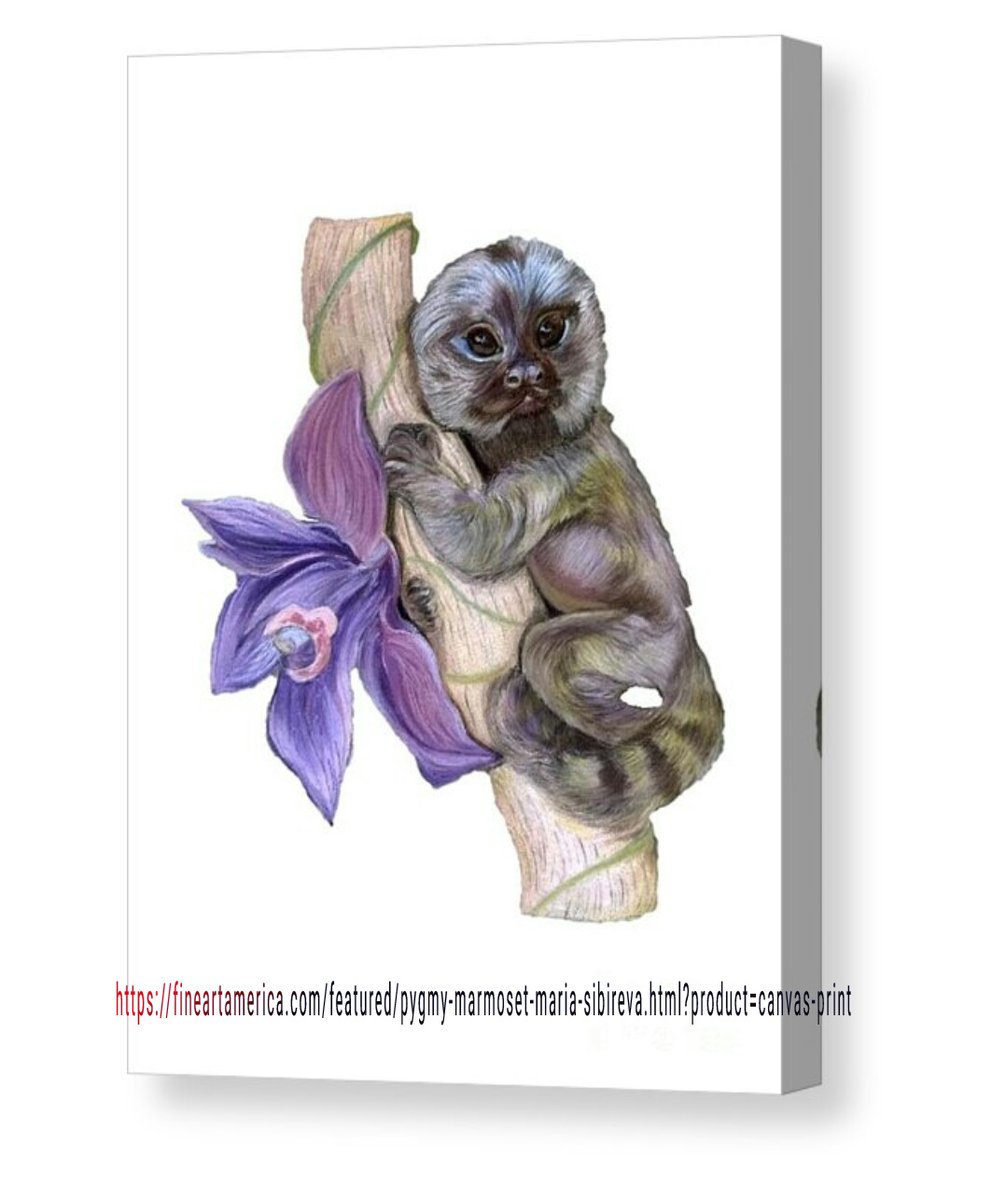 MariiaSibireva's tweet image. New #art for sale in my store on #FineArtAmerica: fineartamerica.com/featured/pygmy…
#cutemonkey #pygmymarmoset #canvasprints #buygifts #prints #buyprints #artforsale #uniquegifts #animalart #presents #buyart #giftsforanimallovers #marmoset #monkey