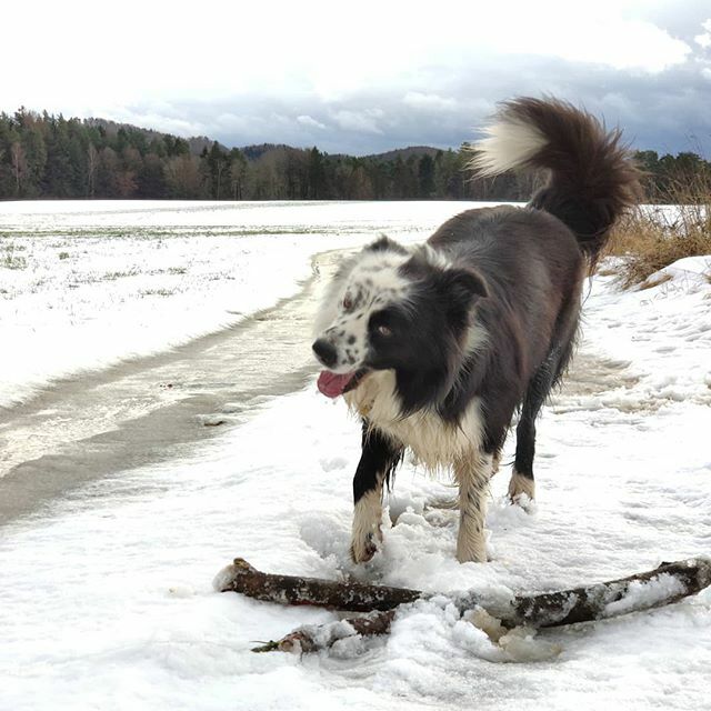 EverydayFinlay's tweet photo. Nochmal ein Bild von gestern, denn heute ist der Schnee schon fast wieder verschwunden.
.
#Finlay #bordercollie #dog #Hund #dogstagram #dogsofinstagram #dogs #borderfame #mi9 #dogsoftwitter https://t.co/Cey66WE4nL https://t.co/qnrVu9pKD9