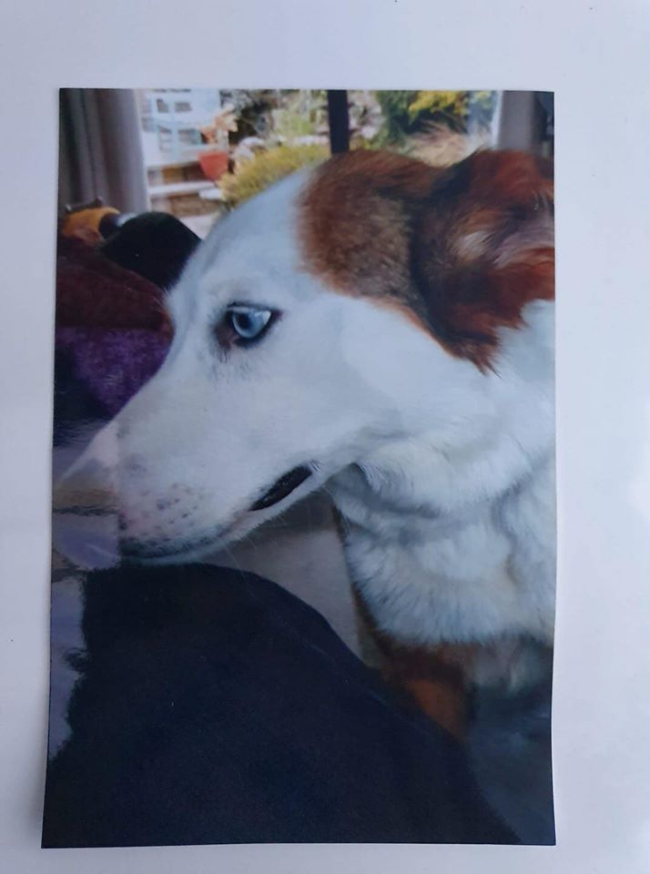 Gellie S Tweet Sandford Dorset Bh20 Area Jessie Missing