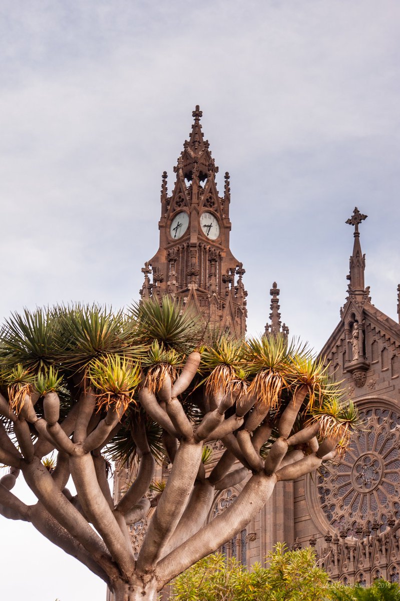 marrerojob's tweet photo. 🎼 Gorrioncillo no delates...
...lo que siento por Arucas... 🎶
15-12-2019
#Arucas #NeoGotico #GranCanaria #IglesiaSanJuanBautista #NoCatedral #ParroquiaSanJuanBautistaArucas #Drago #Torre #Reloj #Roseton #Horas #MiPueblo
Info
https://t.co/P3CZaxt6hv https://t.co/H8ieB0QxFG