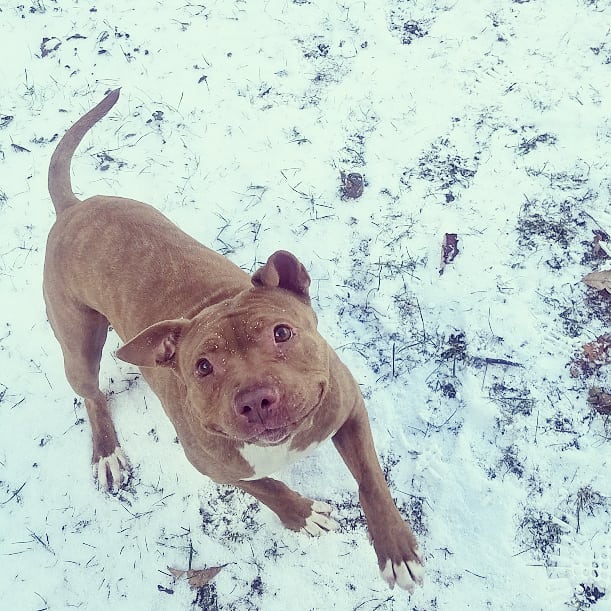 #BREAKING 10 year old #Cookie never goes stale! Read all about it: 
instagram.com/p/B6GiAzxlmcn/…

#RESCUE #rescuedog #adoptdontshop #homefortheholidays #detroit #seniordog