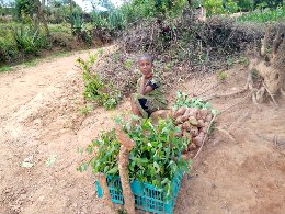 NdoloLukas's tweet photo. @KoinangeJeff hi jeff mine is just little i wish all kenyans nice time my urge is to encourage to plant trees and support environment as kenyan    as it will improve environment.despite the physically challenge i have 3000 seedlings selling at 15 per tree https://t.co/r0ZkvATQPm