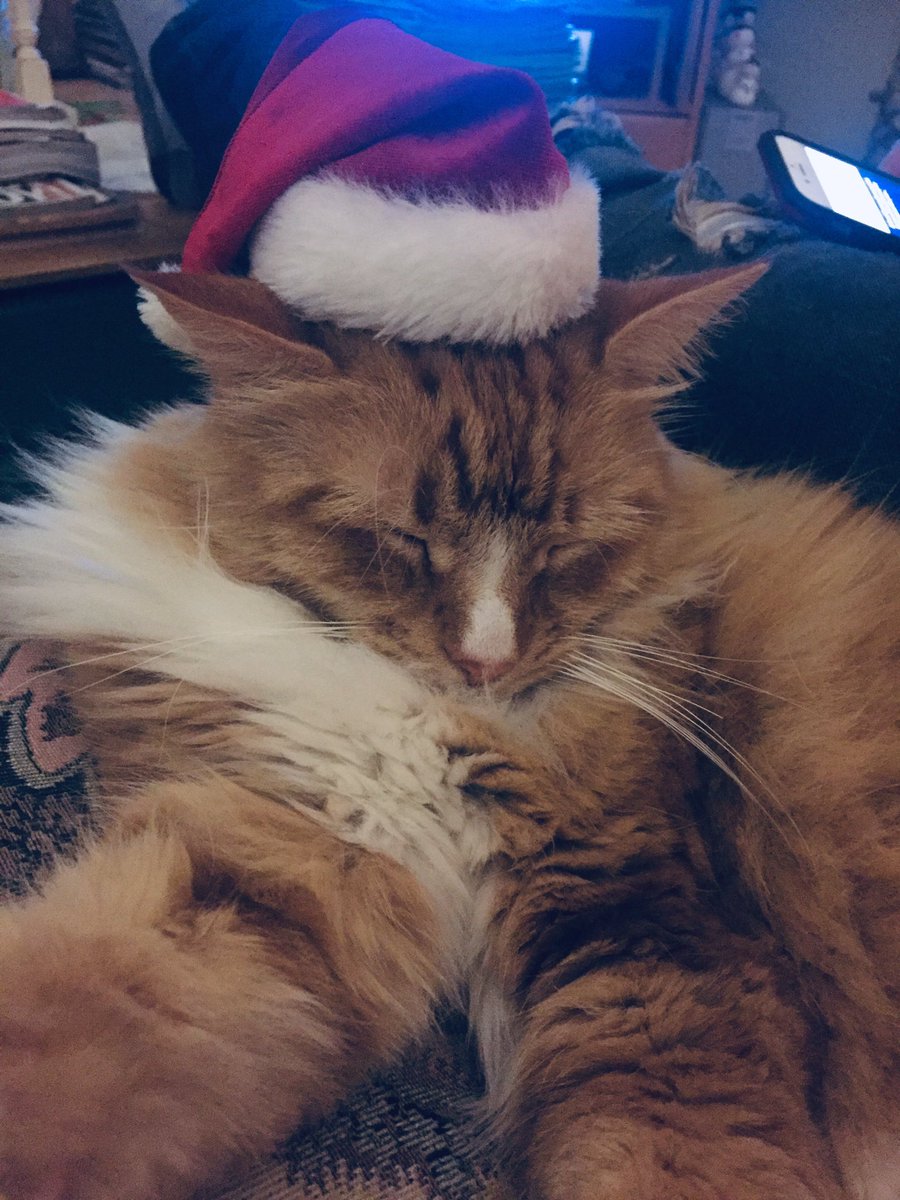 thatcolorblue_'s tweet photo. in case you couldn’t already tell based on tiger’s attire, we’re listening to #ChristmasTreeFarm right meow! 😻🎄 @taylorswift13 @taylornation13 #ChristmasTreeFarmPets https://t.co/QtW62biHEK