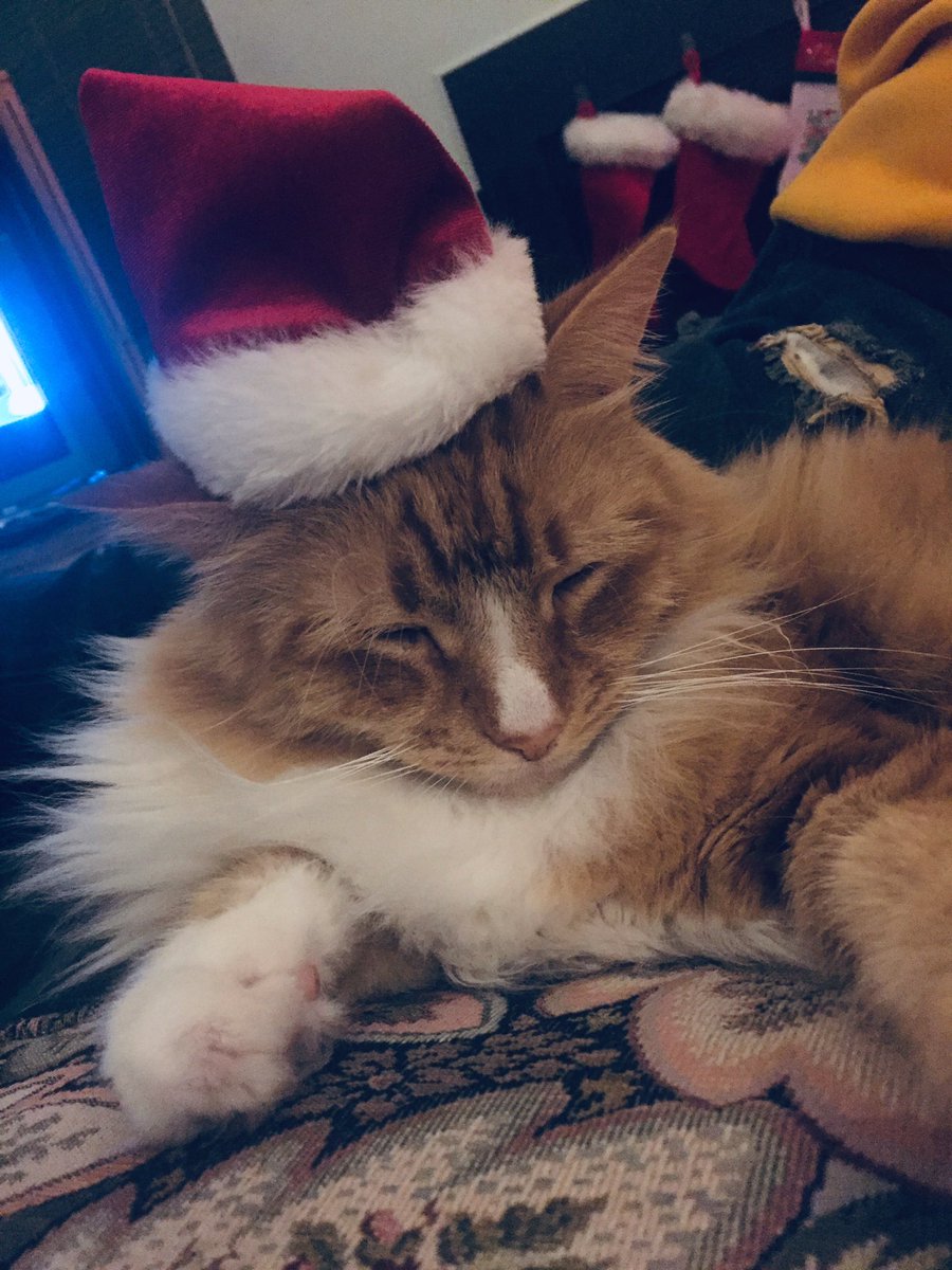 thatcolorblue_'s tweet photo. in case you couldn’t already tell based on tiger’s attire, we’re listening to #ChristmasTreeFarm right meow! 😻🎄 @taylorswift13 @taylornation13 #ChristmasTreeFarmPets https://t.co/QtW62biHEK