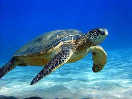 DitaSalwa2's tweet image. #Want to get fat #withoutDrugs?

#DealWith the #bee's wheel
Sit #patiently