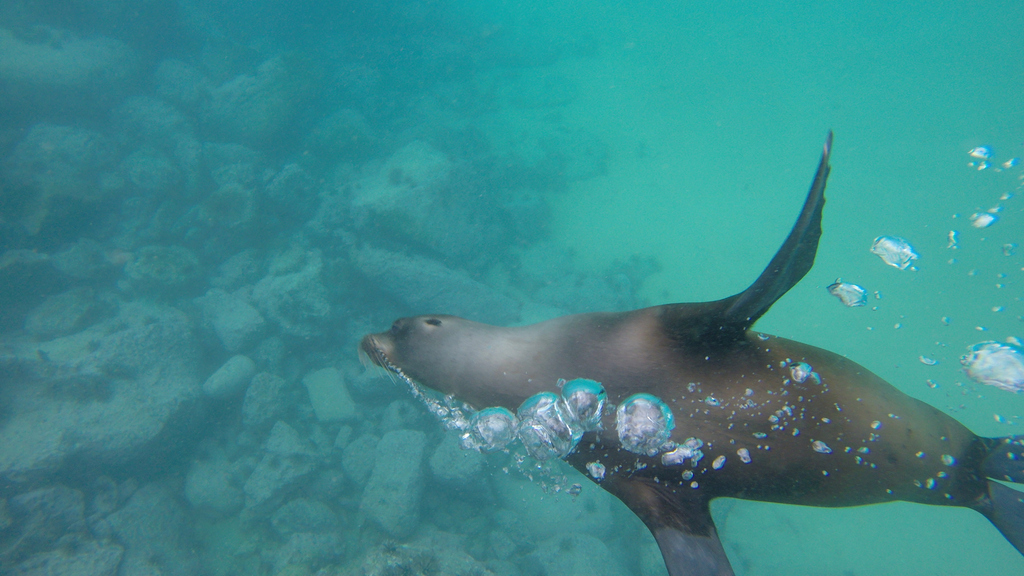 "Don't mind me...just passing by" said the #Galapagos Sea Lion. Happy #SeaLionSunday!