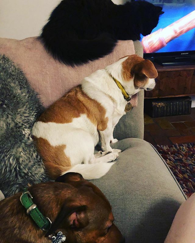 LordJefferey's tweet photo. Never to be seen again #family #princesssamara #lordjefferey #thegreatraymondo #dogsofinstagram #catsofinstagram https://t.co/nXsOK5XReN https://t.co/ZiP67Ttllc