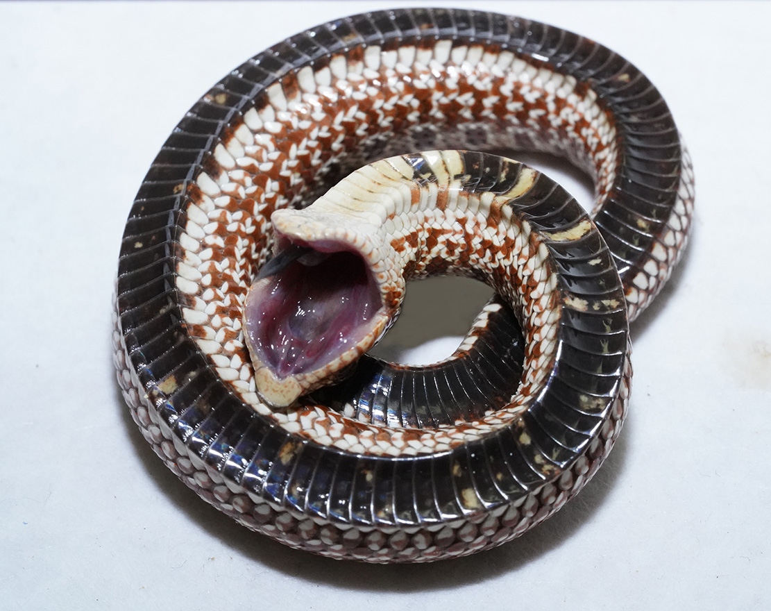 More Western Hognose playing dead photos