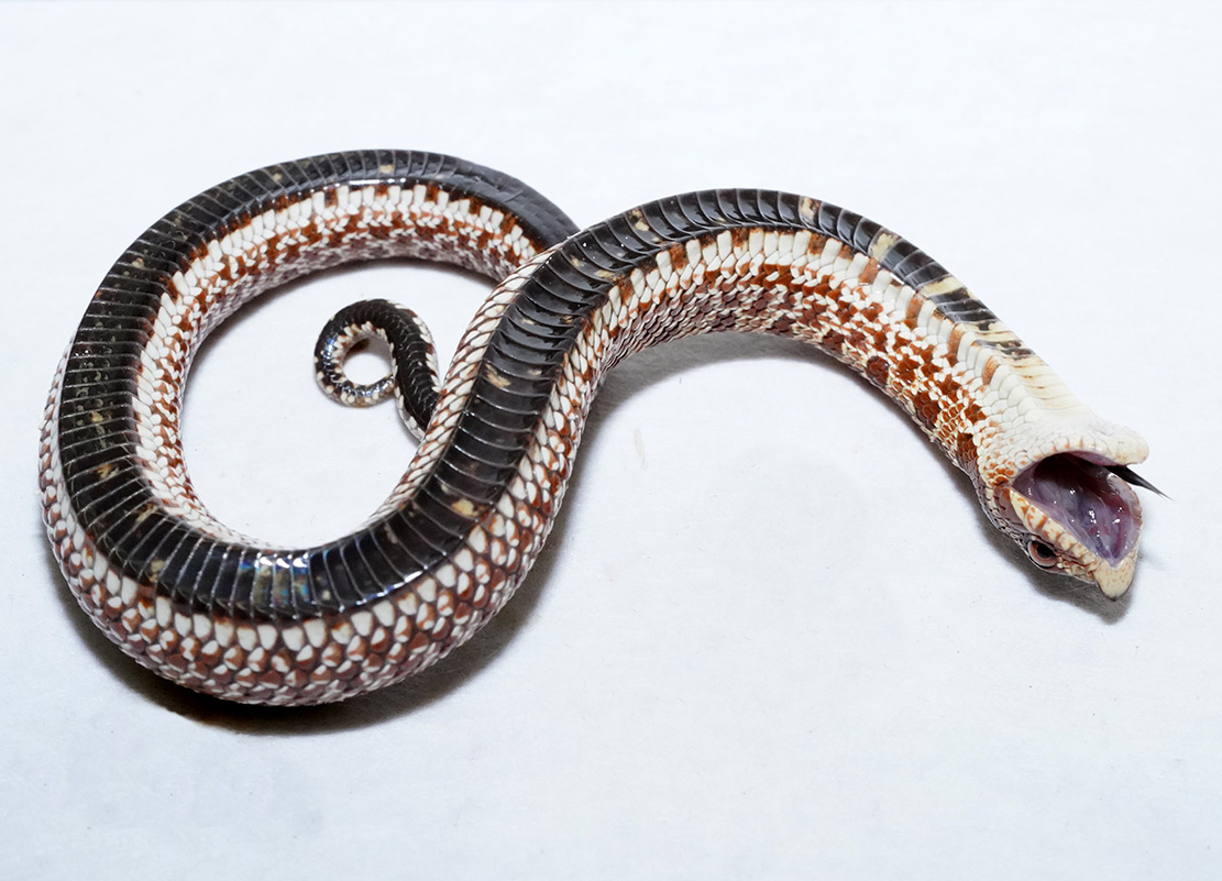 OMGFacts - The Western Hognose Snake plays dead when threatened