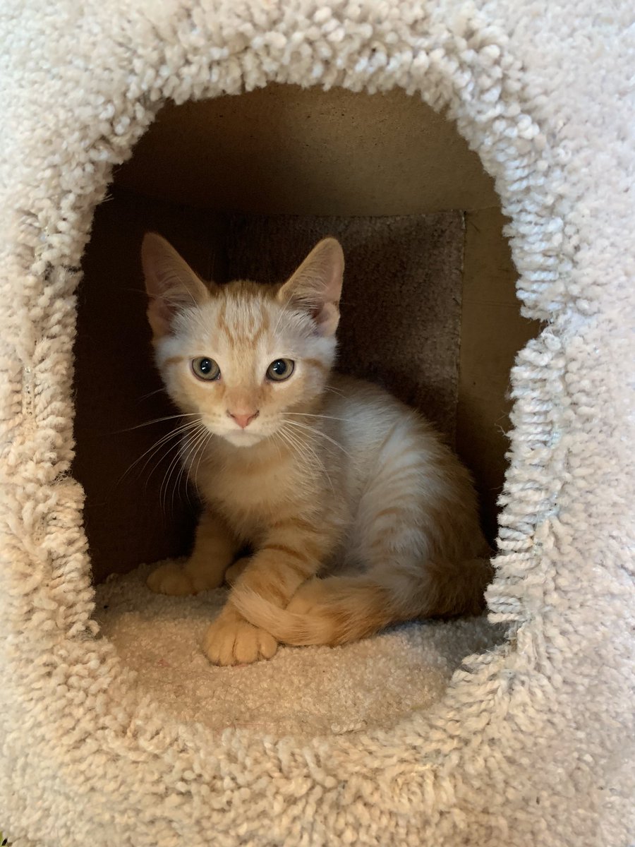 Marvel91192125's tweet photo. Oh my!!!! 8 weeks when I first got rescued and was covered in HUNDREDS of fleas and a few dear ticks 😿 to yesterday at 5 months 🙀🐾 my hoomans love me soooo sooo so much 🧡🥰❤️ #CatsOfTwitter #rescuecats #growth #AdoptDontShop #Gingerkitten #beforeandafter https://t.co/tgeyAWHiyV