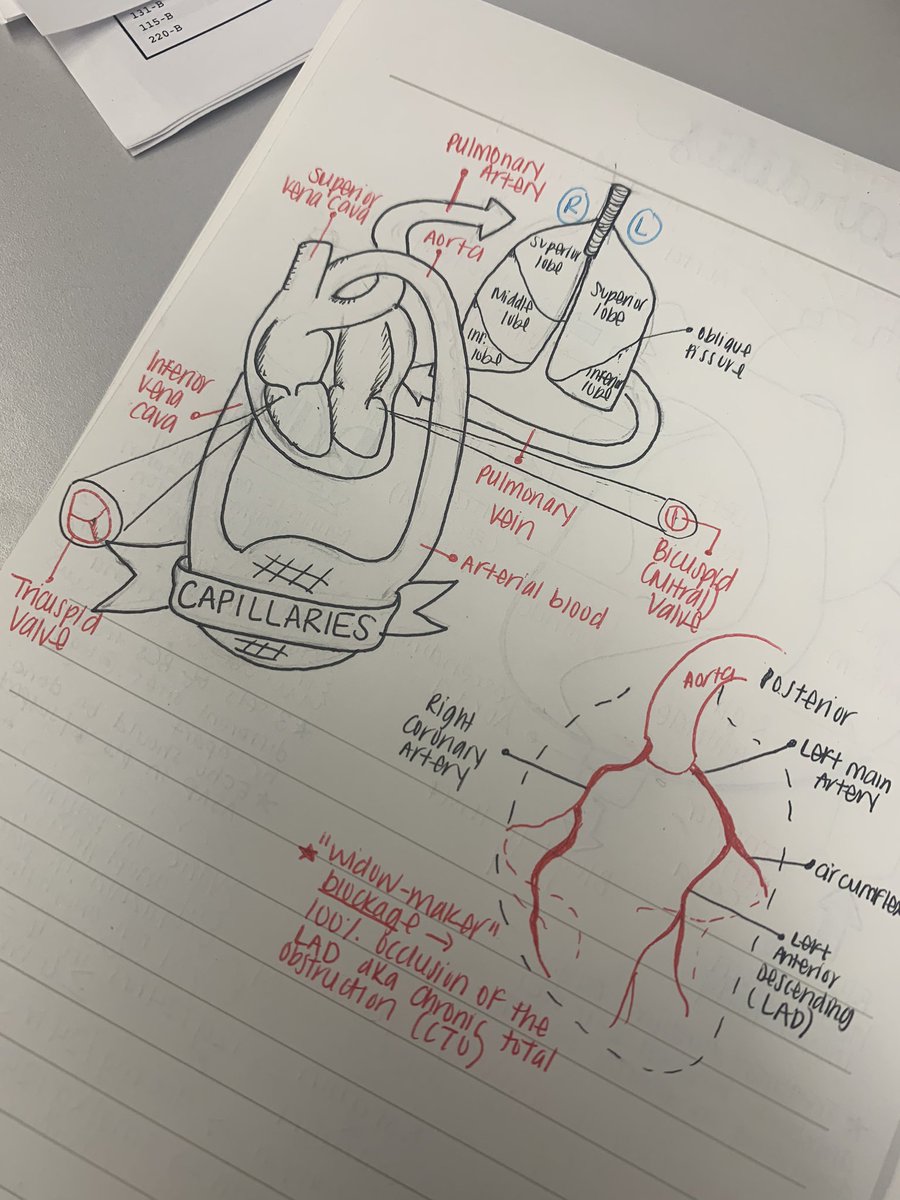 rxtoriarsenault's tweet image. I promised myself once a day I’d spend 20 minutes on a topic that I’m not super comfortable with and doodle it out as a mini reference for myself. Clearly a #visuallearner. Going to finish reading up on endo and maybe on to #acs? #twitterx #medtwitter #idtwitter.