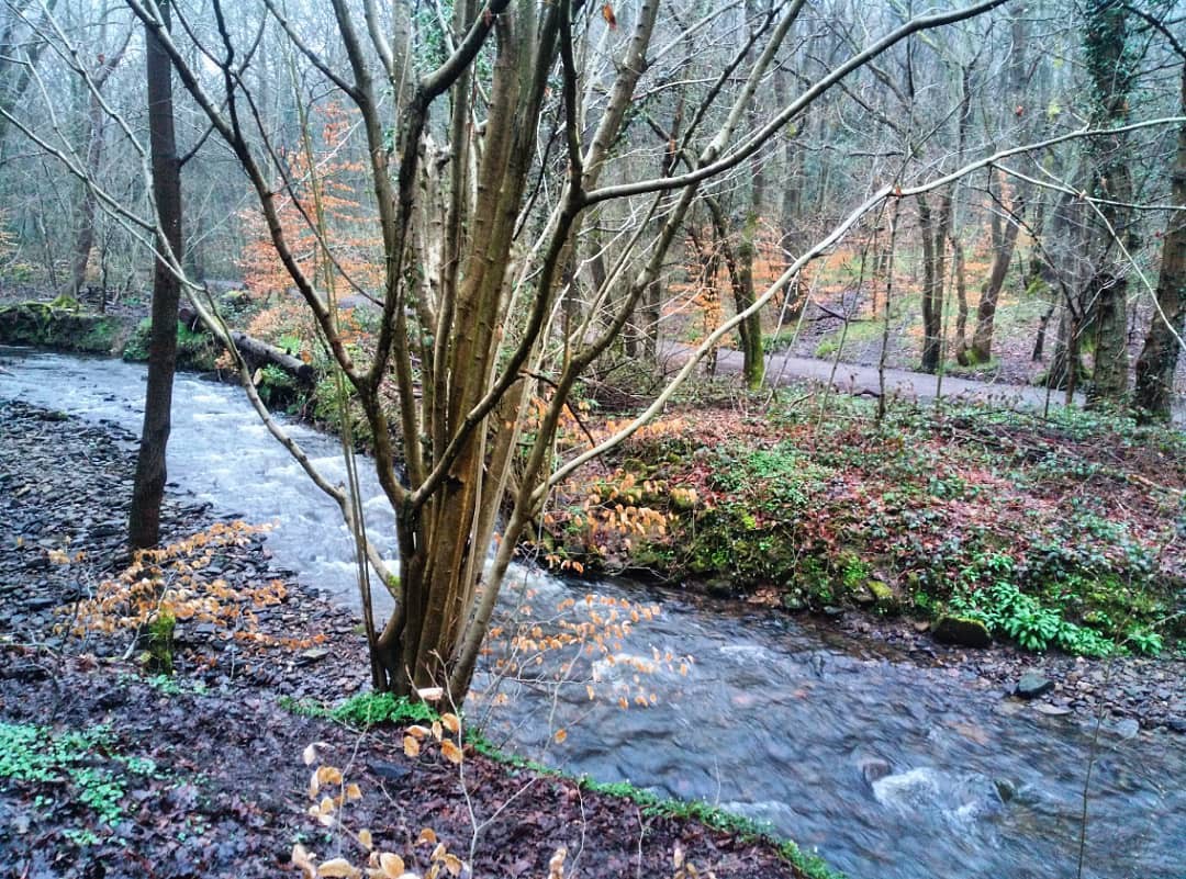 AngeloKrg's tweet image. The Porter Brook in Whiteley Woods Trail, Sheffield, South Yorkshire, UK
#porterbrook #whiteleywoodstrail #whiteleywoods