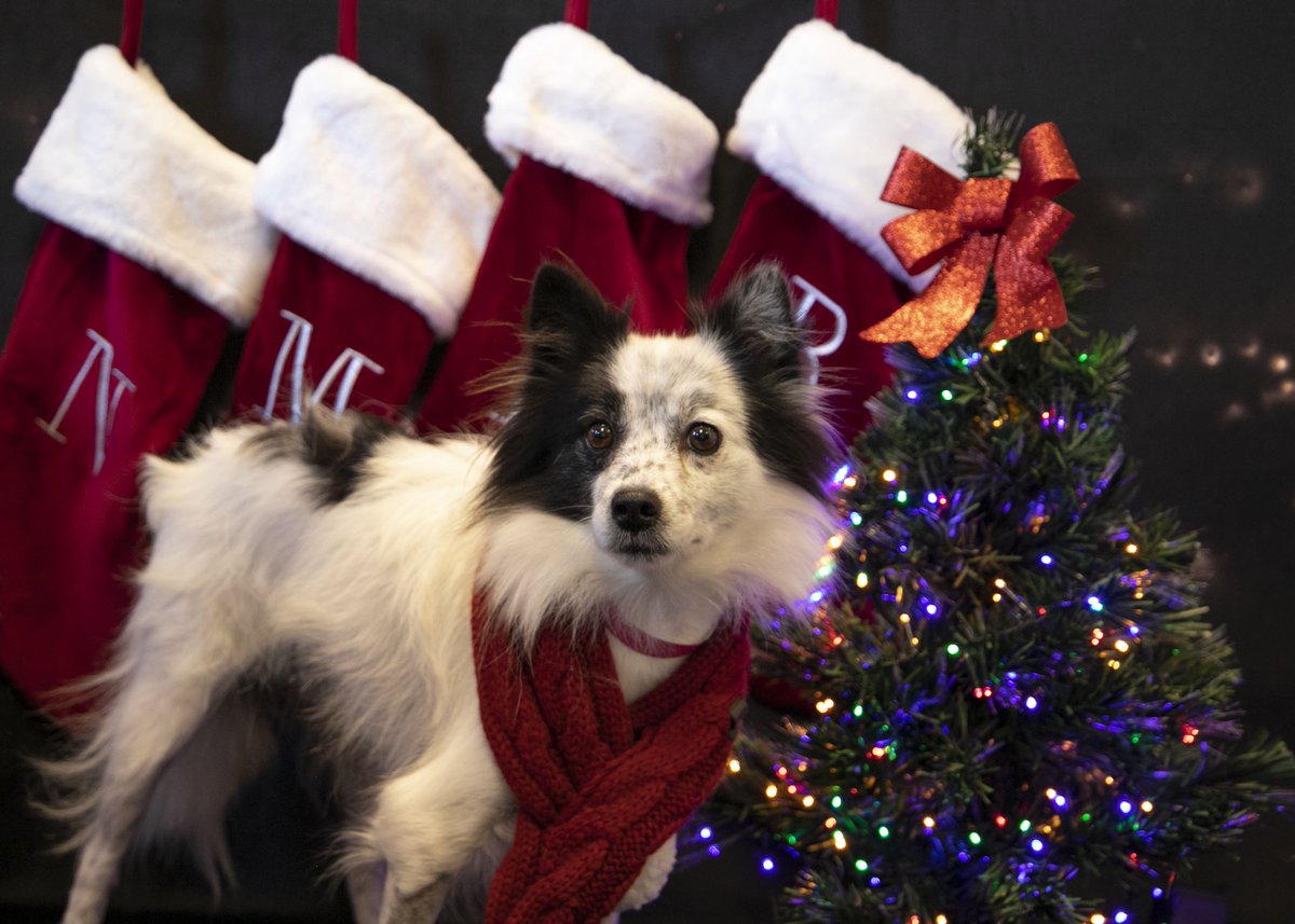 MillDogRescue's tweet photo. Snowshoe is just waiting to be home for Christmas with her perfect forever family. The cuddle ball will keep you warm on a cold winter’s day. Learn more about Snowshoe on our website.
#nationalmilldogrescue #nmdr #HomeForChristmas #rescuedogsrule #rescue https://t.co/cHS0LgKigz