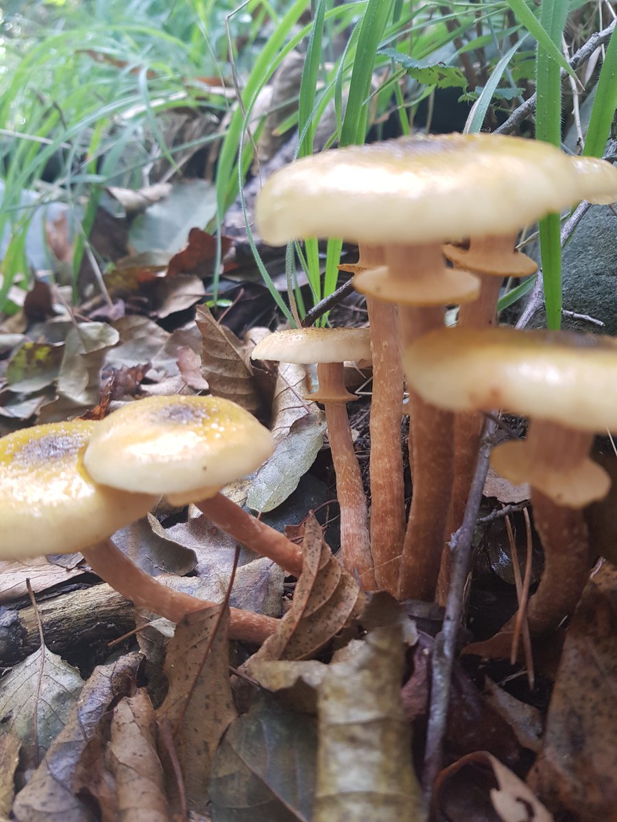 CyprusHobbit's tweet photo. #cyprus #mushrooms https://t.co/1lkvJ8Kubq