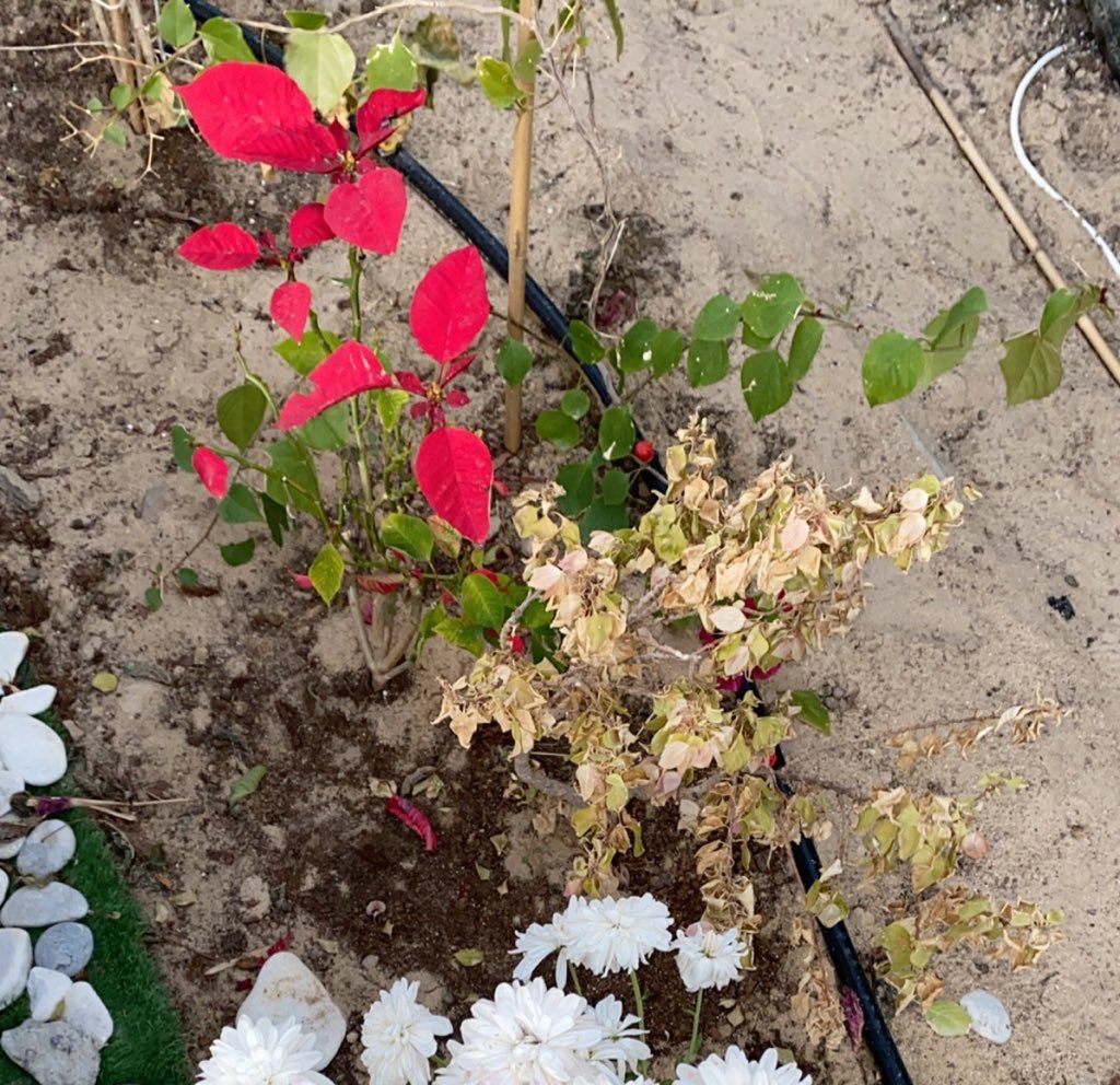 اخوانا الأعزاء عندي المجنونه شبه ميته اذا ماكانت ميته هل عندكم خبر شنو السبب يبست جميع اوراقها

والتين والفل اتوقع في أواخر انفاسهم وبيلحقون المجنونه للعلم ناقلهم من مكان الا مكان قبل شهر

شنو المشكله وشنو الحل ولكم جزيل الشكر

<a href="/haniembabi73/">هانـي امبابـي</a> 

<a href="/Bader_Alzaubi/">ابو سعود</a> 

<a href="/888v1/">🇰🇼 ناشط زراعي 🇰🇼</a>